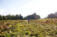 YMCA Pumpkin Patch 2019-9133