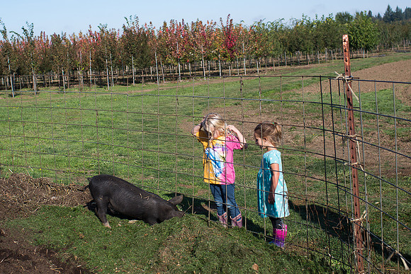 YMCA Pumpkin Patch 2019-9251