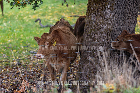 Emily Hall Photography 2021-3193