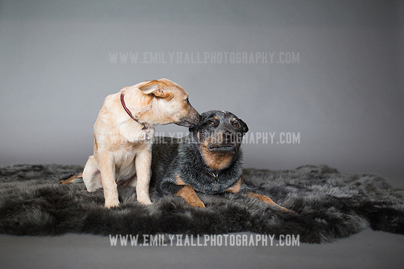 Emily Hall Photography - 2017-9849