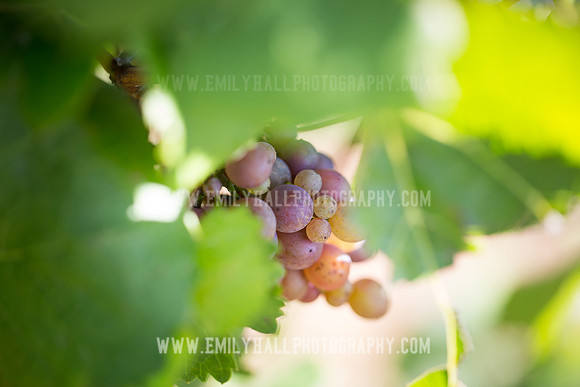 Emily Hall Photography - Preview Party-3735
