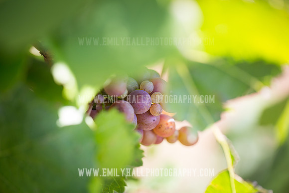 Emily Hall Photography - Preview Party-3736