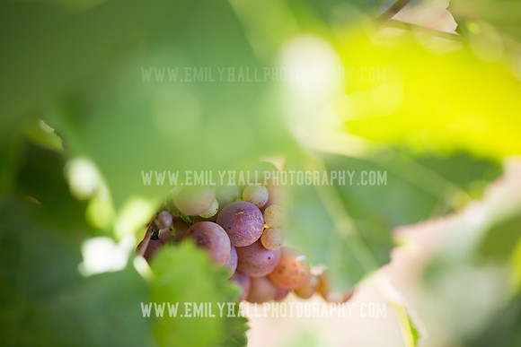 Emily Hall Photography - Preview Party-3737