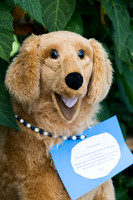Emily Hall Photography - Wedding Portraits-0796