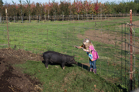 YMCA Pumpkin Patch 2019-9249